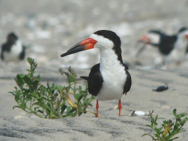 Black Skimmers